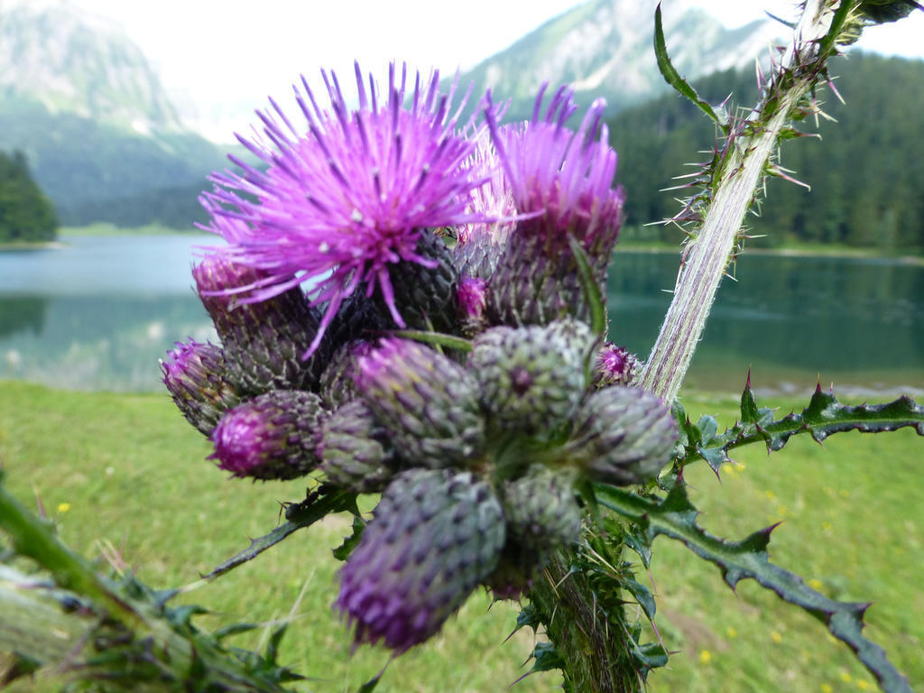 Berghotel Obersee Naefels Luaran gambar